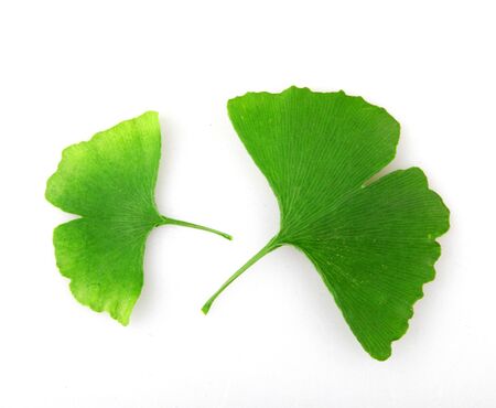 Ginkgo biloba isolated on white