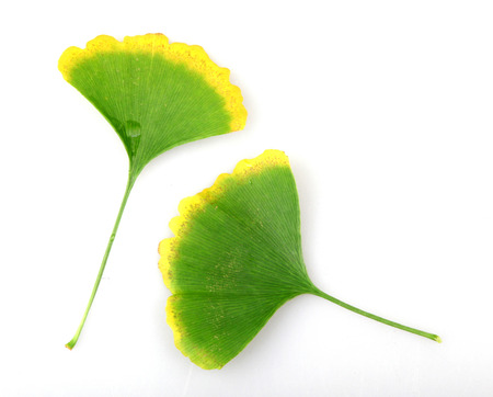 Ginkgo biloba isolated on white