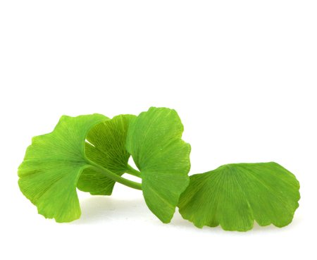 Ginkgo leaf on white backgroundの写真素材