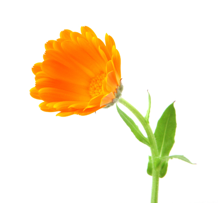 Marigold - Calendula officinalis isolated on white backgroundの写真素材