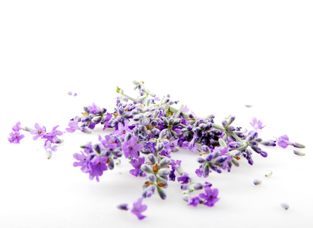 Lavender flower isolated on white backgroundの写真素材
