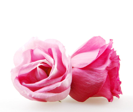 Rose close up, isolated on white backgroundの写真素材