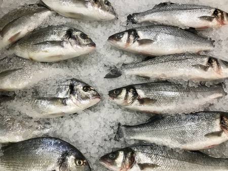 Close-up of gilt-head bream (Sparus aurata)