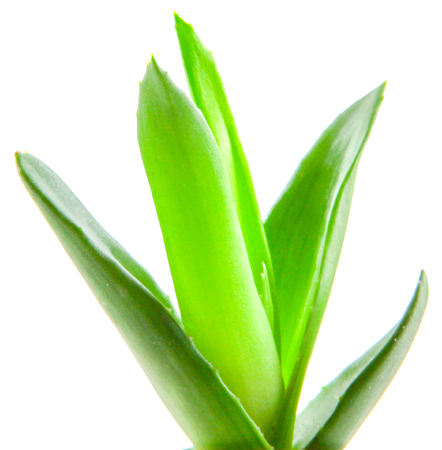 Aloe vera plant isolated on white backgroundの写真素材