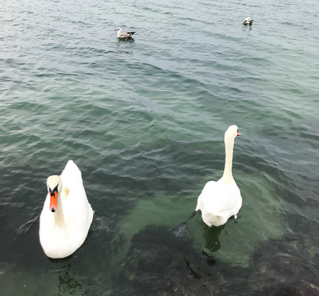 View Of Swans In Calm Waterの写真素材