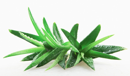 Aloe vera plant isolated on white backgroundの写真素材