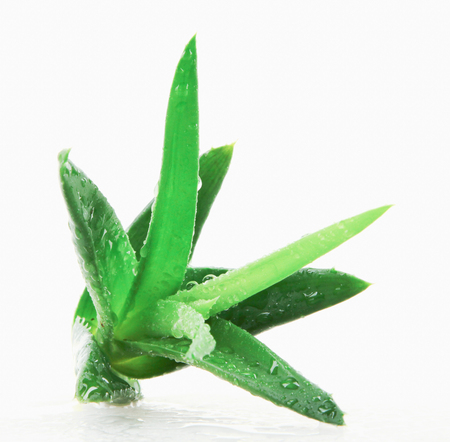 Aloe vera plant isolated on white backgroundの写真素材