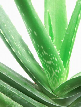 Aloe vera plant isolated on white backgroundの写真素材