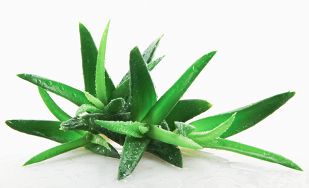 Aloe vera plant isolated on white backgroundの写真素材