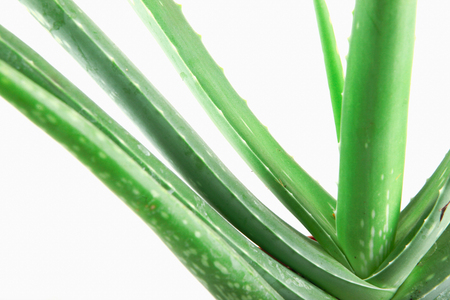 Close-Up Of Aloe Vera On White Background.の写真素材