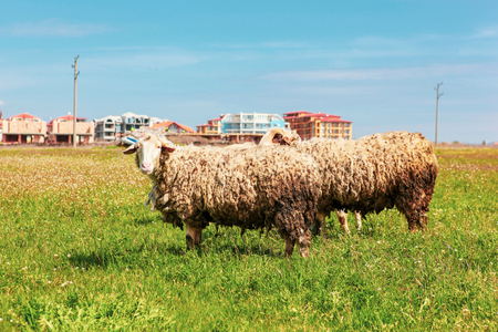 Flock of sheep in early spring.の写真素材