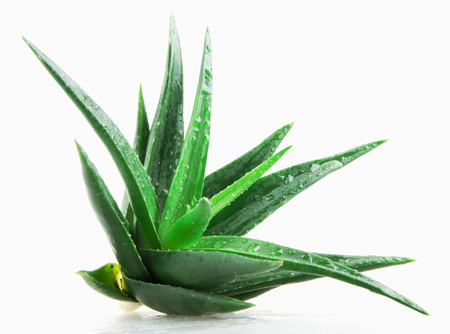Aloe Vera Plant On White Backgroundの写真素材