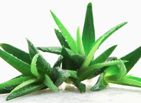 Aloe Vera Plant On White Backgroundの写真素材