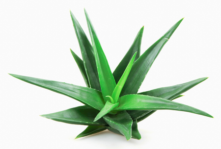 Aloe Vera Plant On White Backgroundの写真素材