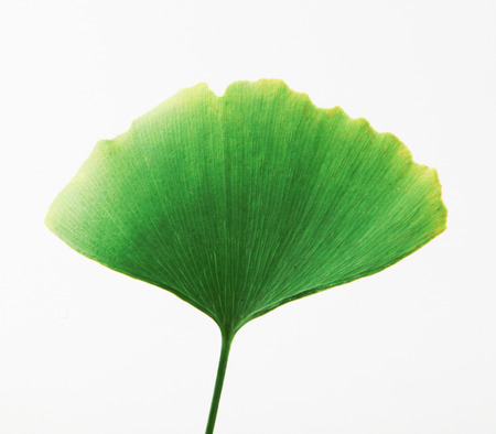 Ginkgo Leaf Isolated On Whiteの写真素材