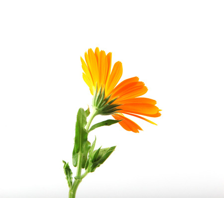 Marigold - Calendula Officinalis Isolated On Whiteの写真素材