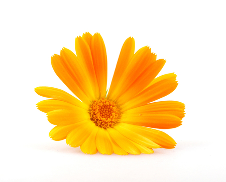 Marigold - Calendula Officinalis Isolated On Whiteの写真素材