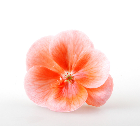 Geranium Pelargonium Flowers Isolated On Whiteの写真素材