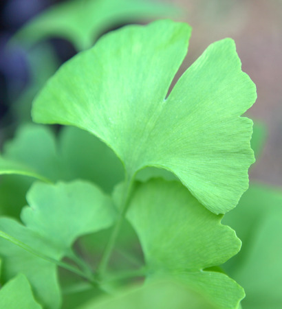 Ginkgo Biloba Leafの写真素材