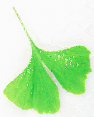 Ginkgo Leaf Isolated On White Backgroundの写真素材