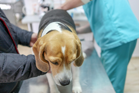 Veterinarian doctor and dog beagleの写真素材