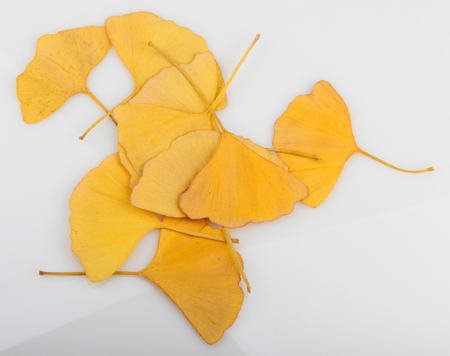 Ginkgo leaf isolated on white background.の写真素材