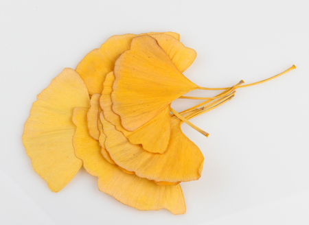 Ginkgo leaf isolated on white background.の写真素材