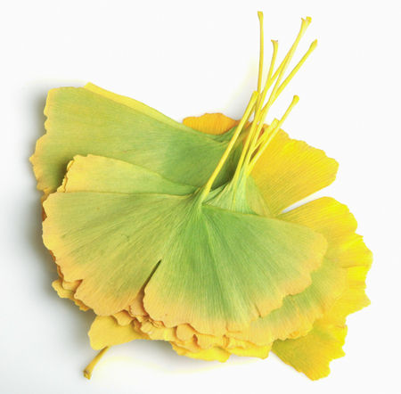 Ginkgo leaf isolated on white background.の写真素材