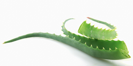 Aloe Vera On White Backgroundの写真素材