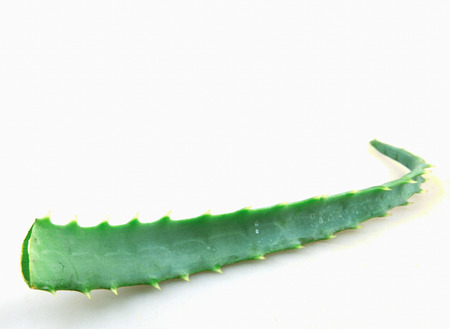 Aloe Vera On White Backgroundの写真素材