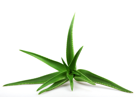 Aloe vera plant isolated on white.の写真素材