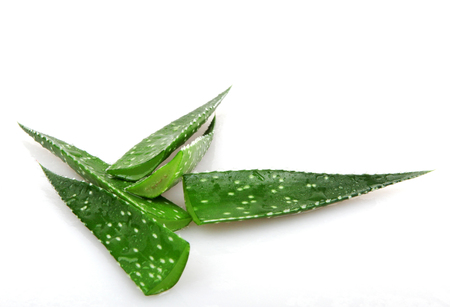 Aloe vera plant on white.の写真素材
