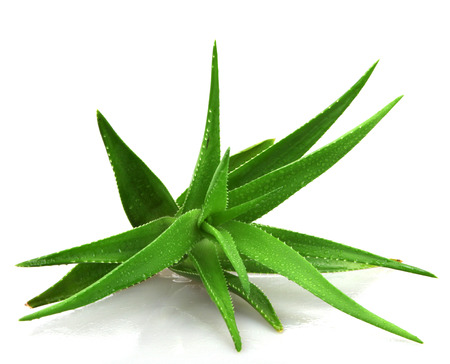 Aloe vera plant isolated on white.の写真素材