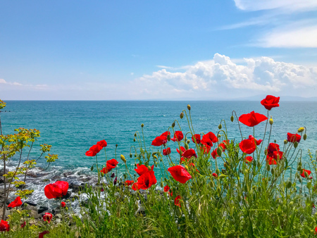 Red Poppies Flowering In Pomorie, Bulgaria.の写真素材
