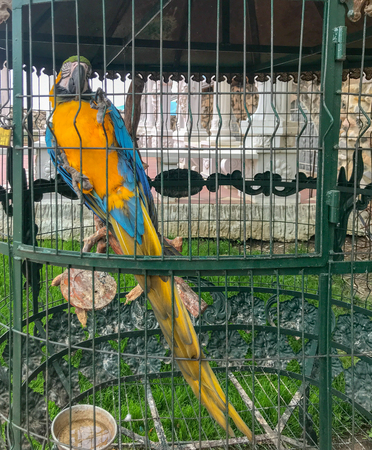 Ara Ararauna - Blue And Yellow Macaw.の写真素材