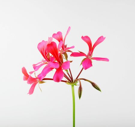 Geranium Pelargonium Flowers Isolated On Whiteの写真素材
