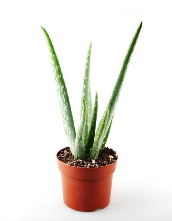 Aloe Vera On Whiteの写真素材