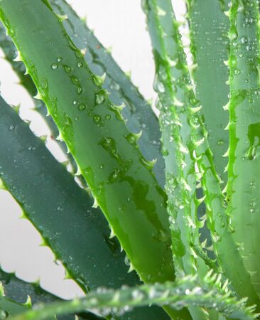 Aloe vera Has Been Widely Grown As An Ornamental Plant.の写真素材
