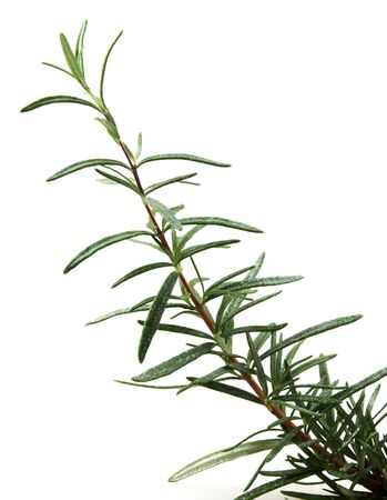 Fresh Rosemary Herb On White Backgroundの写真素材