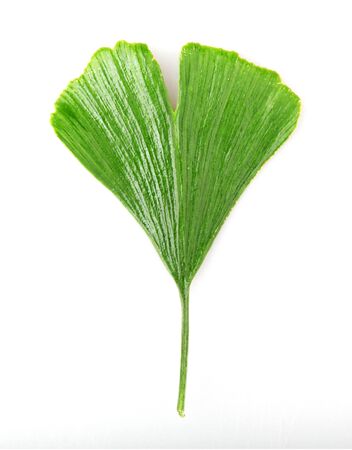 Green Ginkgo Biloba Isolated On White Backgroundの写真素材