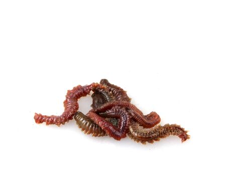 Close-Up Of Clam Worm Against White Background