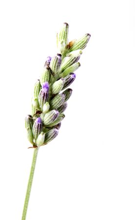 Close-Up Of Lavender Flower Against White Backgroundの写真素材