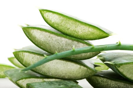Aloe vera plantの写真素材