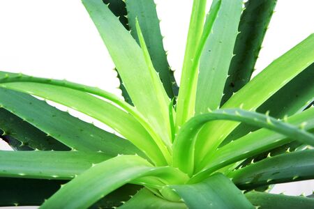 Aloe vera.の写真素材