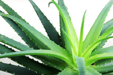 Aloe vera.の写真素材