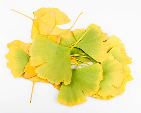 Ginkgo Biloba Leaves On White Backgroundの写真素材