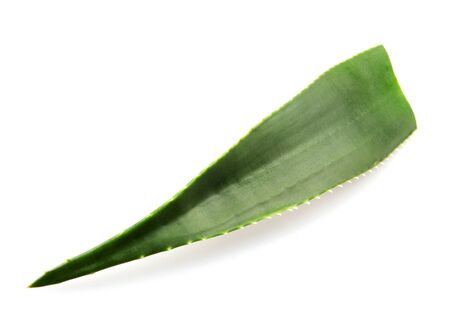 Aloe Vera On White Backgroundの写真素材