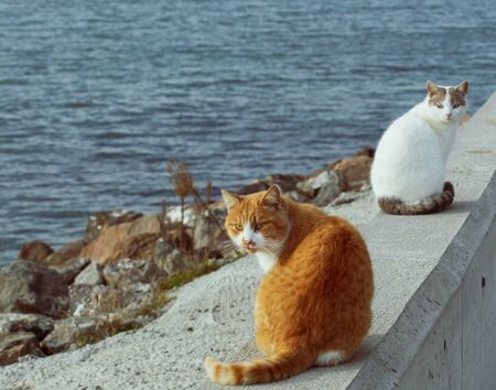 Lovely Cat Walking On The Beachの写真素材