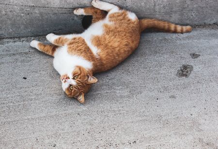 Lovely Cat Walking On The Beachの写真素材