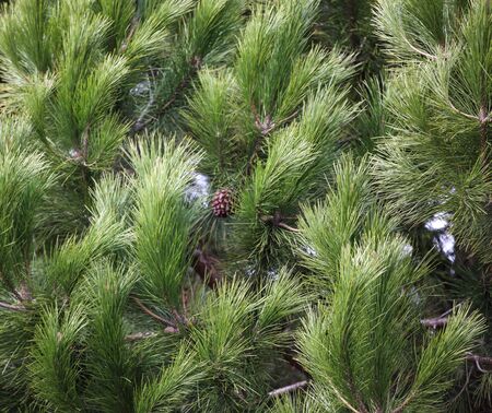 Close-up of bright green pine tree branches